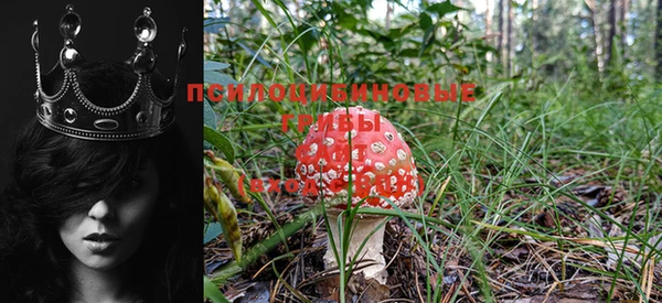 прущие крисы Болохово